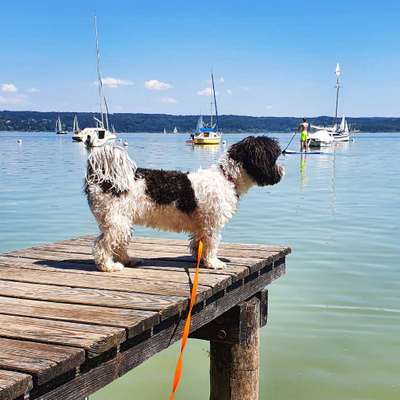 Hunde im Urlaub-Beitrag-Bild