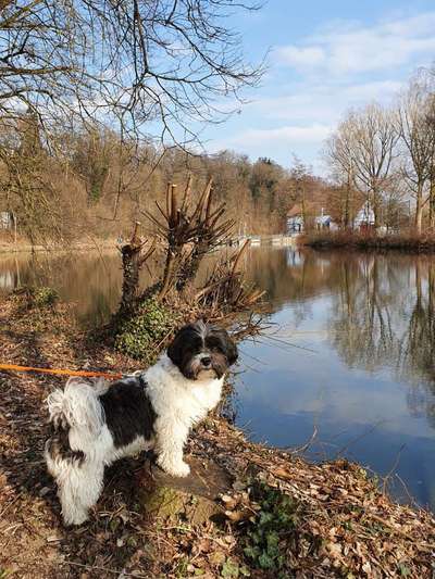 Dogorama-Monats-Challenge-Mai "Wasser"-Beitrag-Bild