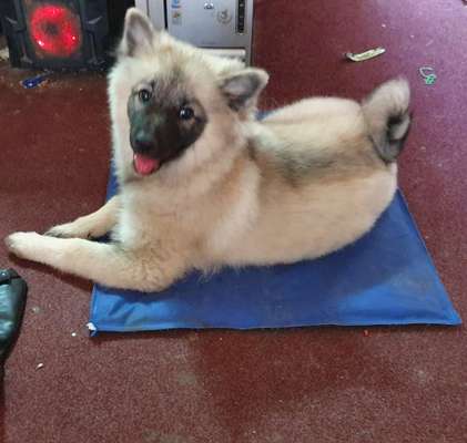 Welpen Bilder !-Beitrag-Bild