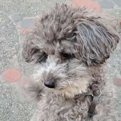 Hundetreffen-Moabit mini treffen-Profilbild