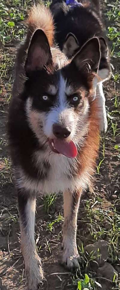 Gibts hier Mioritic Besitzer?-Beitrag-Bild