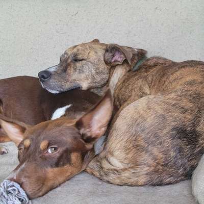 Hundetreffen-Gemeinsame Spaziergänge in Arkenberge-Bild