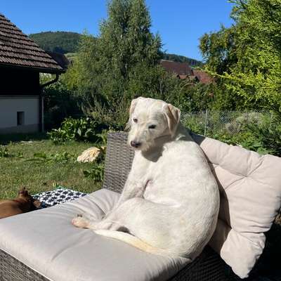 Hundetreffen-Treffen zum Spielen & gemeinsamen Rennen-Bild