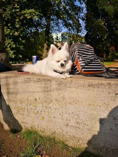 Dogorama Photo Challenge - Gassipause-Beitrag-Bild