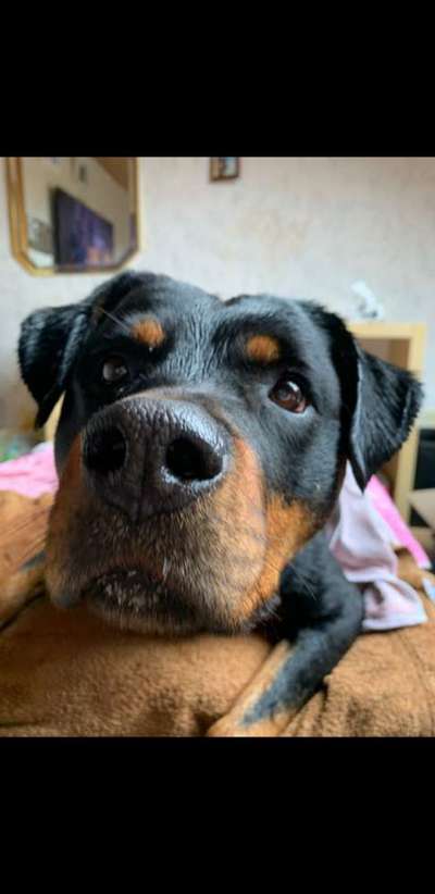 Hundetreffen-Spaziergang-Bild