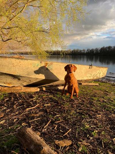 Hundetreffen-Gassigehen mit Action-Bild