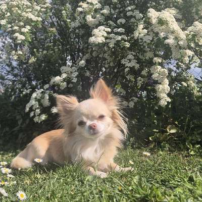 Hundetreffen-Spielfreund gesucht + Spaziergang-Bild