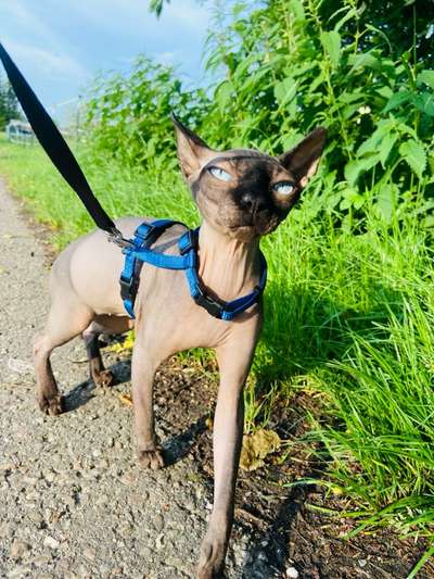 Freddys Kummerkasten-Beitrag-Bild