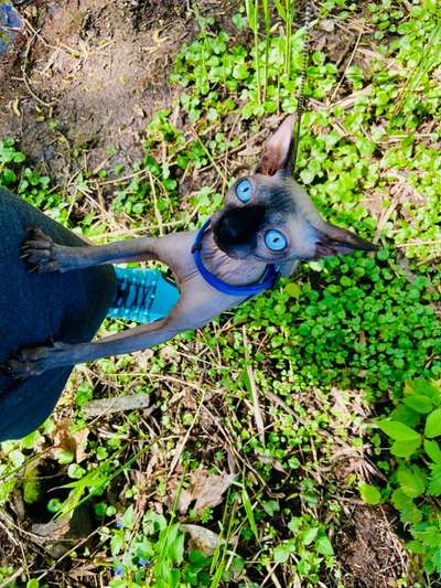Hundetreffen-Hund & Katz - Maya sucht Hundefreunde für gemeinsame Abenteuer-Bild