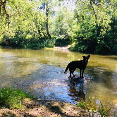 Hundetreffen-SocialWalk und Training-Bild