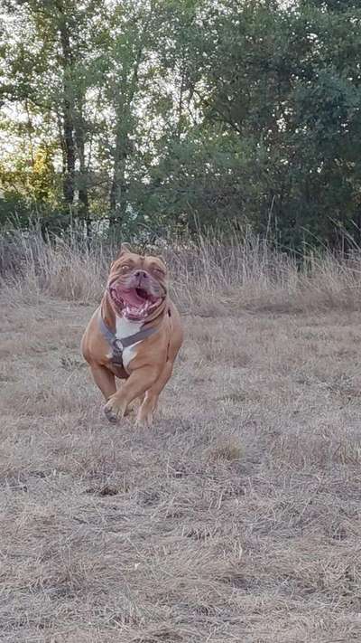 Hundetreffen-Gemeinsames spielen-Bild