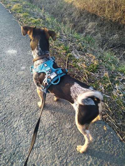 Passendes Brustgeschirr-Beitrag-Bild