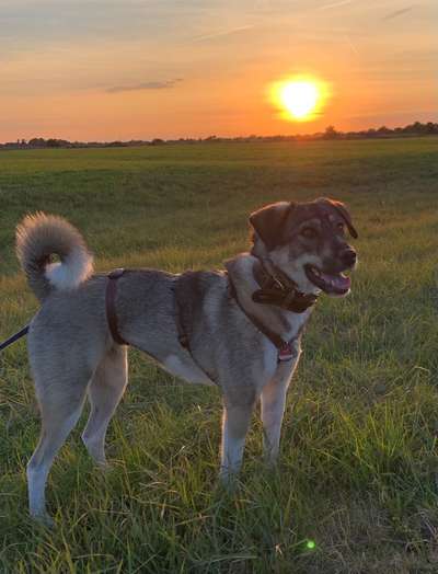 TierschutzhundeStammtisch🐕-Beitrag-Bild