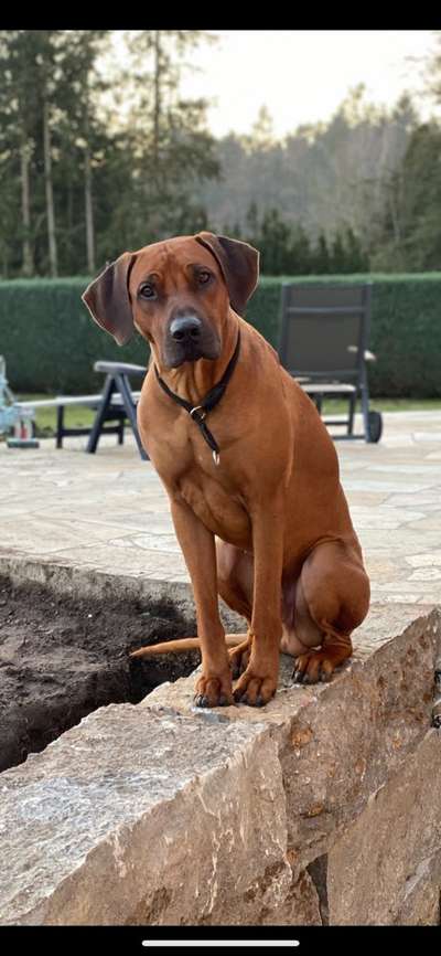 Rhodesian Ridgeback-Beitrag-Bild