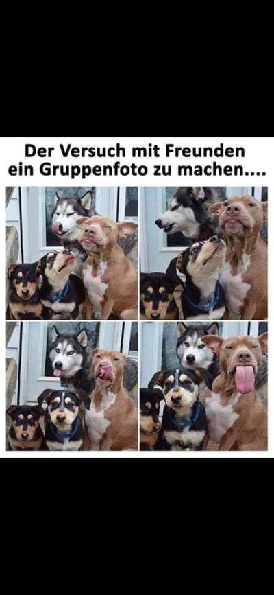 Hunde Memes-Beitrag-Bild