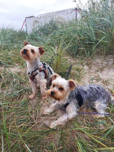 Dogorama Photo Challenge - Tierischer Urlaub-Beitrag-Bild