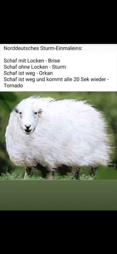 Hier ist der Spaßthread. Zum Schmunzeln und Kaputtlachen-Beitrag-Bild