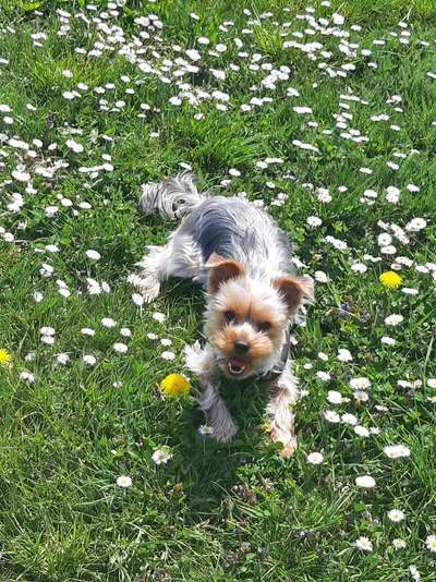 Yorkshire Terrier-Beitrag-Bild