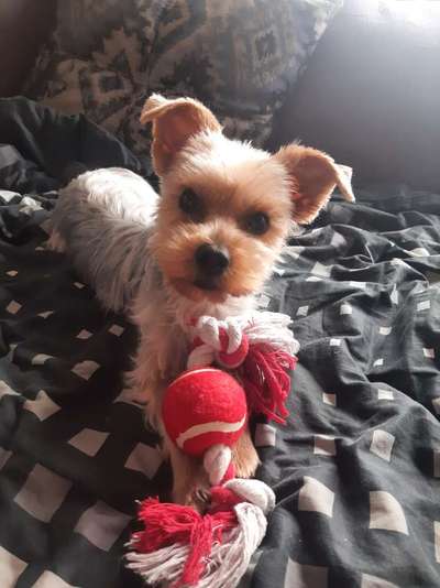 Yorkshire Terrier-Beitrag-Bild