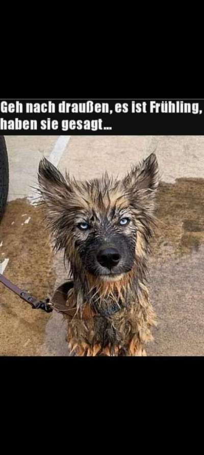 Hunde Memes-Beitrag-Bild