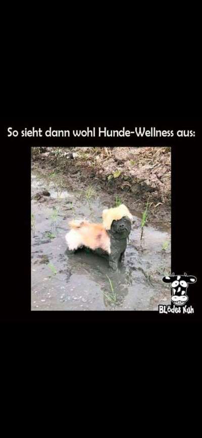 Hier ist der Spaßthread. Zum Schmunzeln und Kaputtlachen-Beitrag-Bild