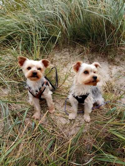 Bester Freund, Hundekumpel - zeigt her!-Beitrag-Bild