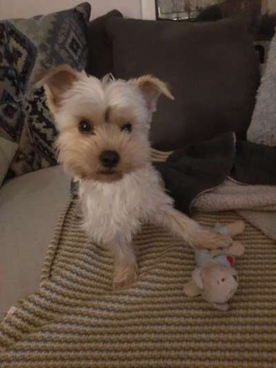 Yorkshire Terrier-Beitrag-Bild