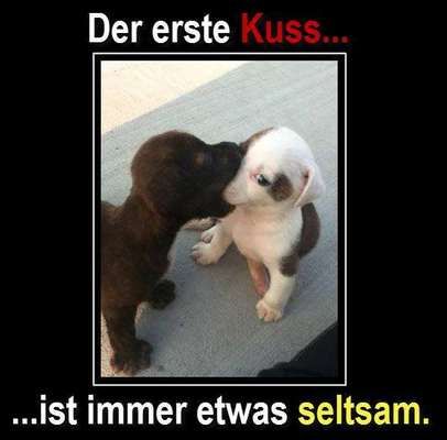 Hier ist der Spaßthread. Zum Schmunzeln und Kaputtlachen-Beitrag-Bild