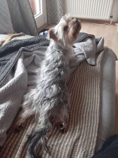 Yorkshire Terrier-Beitrag-Bild