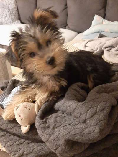 Un...scharf Bilder-Beitrag-Bild