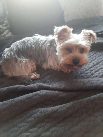 Wie heißt dein Hund?-Beitrag-Bild