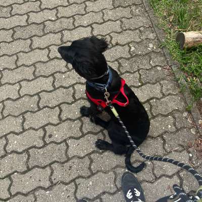 Hundetreffen-Welpentreffen zum toben und spielen-Bild