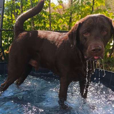 aktuelles Foto Gruppe Labrador