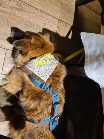 Gehören Hunde ins Restaurant?-Beitrag-Bild