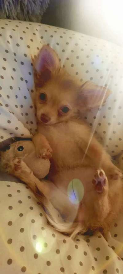 Welpen Bilder !-Beitrag-Bild