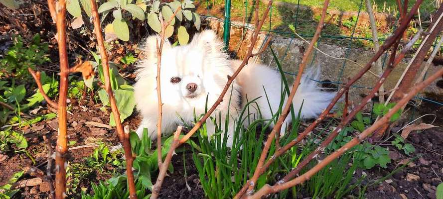 Chihuahuas und ihre Eigenarten-Beitrag-Bild