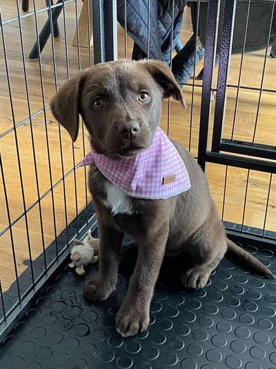 Die Dogorama Wochen Challenge-Beitrag-Bild