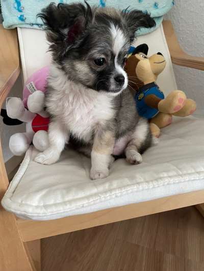 Welpen Bilder !-Beitrag-Bild