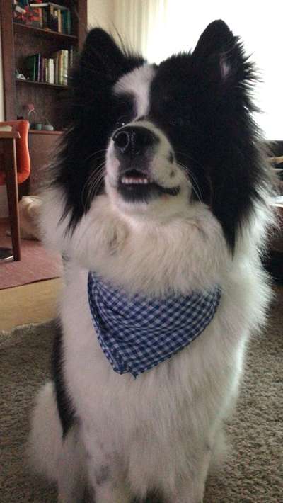 Welche Hunderasse-Beitrag-Bild