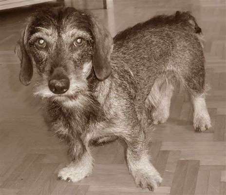 Fotochallenge Nr. 56 - geliebte Senioren-Beitrag-Bild