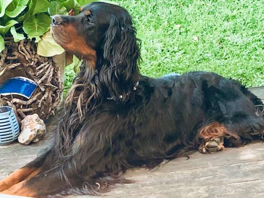 Gordon Setter-Beitrag-Bild