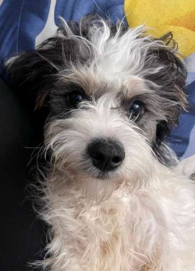 Hundetreffen-Hundefreund für Spiel- und Gassitreffen gesucht-Bild