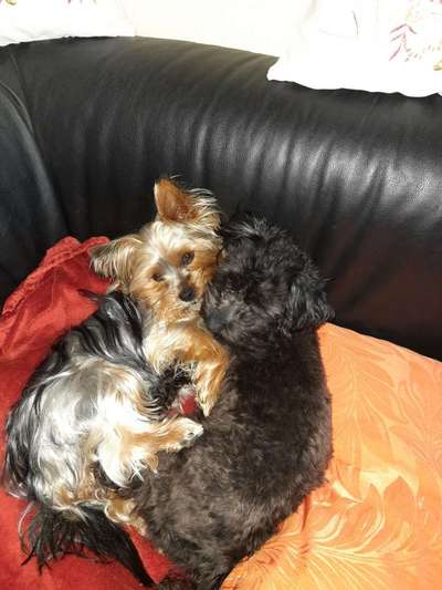 BIG LOVE :) mit 2 Hunden❣️-Beitrag-Bild