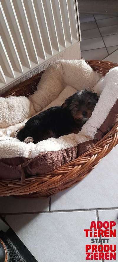 Dogorama Photo Challenge - "Adoptieren statt Produzieren" mit Gewinnspiel-Beitrag-Bild