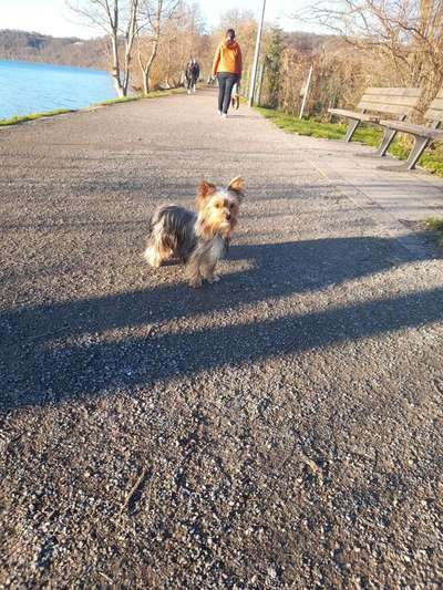 Yorkshire Terrier-Beitrag-Bild