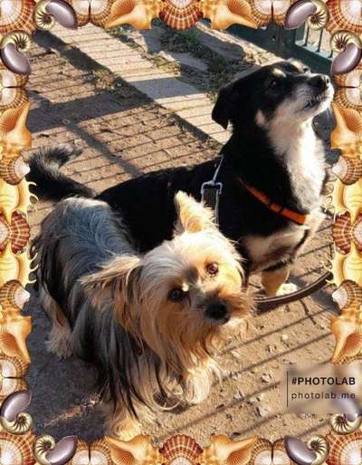 Bester Freund, Hundekumpel - zeigt her!-Beitrag-Bild