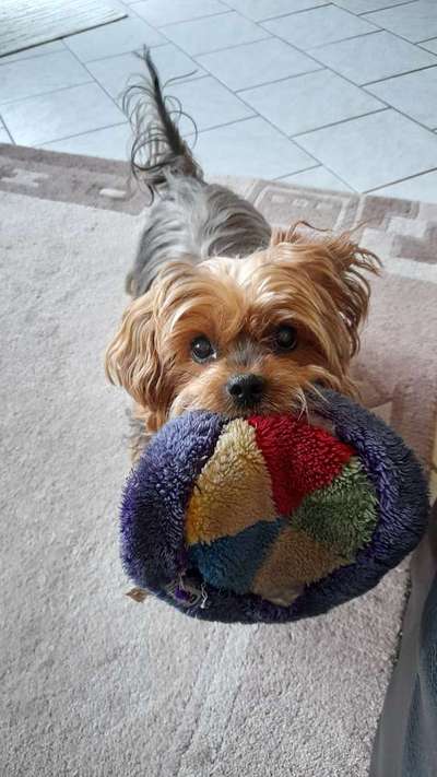 Dogorama Photo Challenge - Lieblingsspielzeug!-Beitrag-Bild