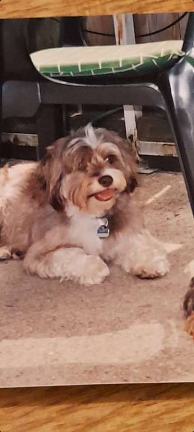 Mischlingshunde Foto Aufruf-Beitrag-Bild