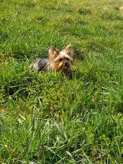 5. Hund im hohen Gras-Beitrag-Bild