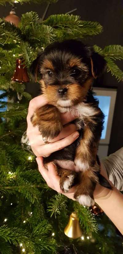 Foto Challenge 82-Beitrag-Bild